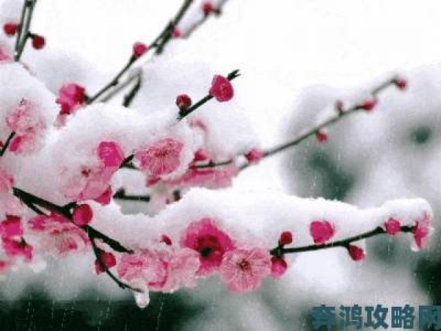 快递|花落雪一日成仙超详细打法流程