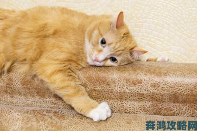 回顾|红猫大本营最新的地址在哪里？探索这个热门平台的全新动态与精彩内容