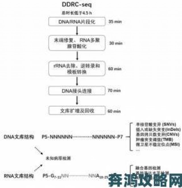 观点|RNA与DNA杂交过程全流程攻略手把手教你精准完成实验操作