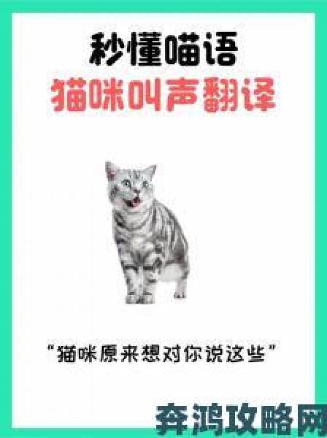 测评|猫语翻译机使用教程：猫语咖啡猫语翻译机操作指南