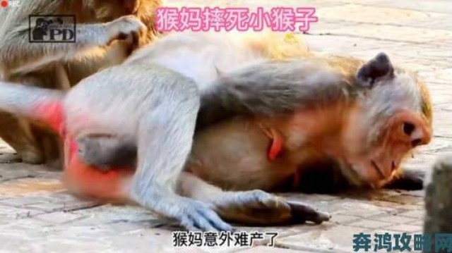 跟踪|两人生猴子全程无被子背后真相曝光当事人回应社会反应激烈