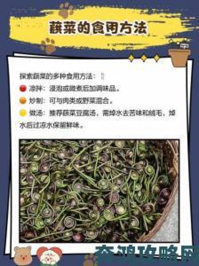 追报|幻塔世界中的蕨菜：美食探索与介绍