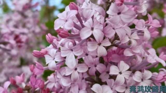 观点|丁香花高清在线观看完整电影真实事件改编细节首度曝光