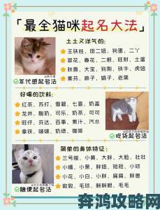 猫咪MV最新地域网名怎么取引爆全网这三大地域元素成取名关键