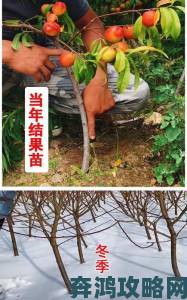 新型桃子移植培育法曝光产量提升三成引行业关注