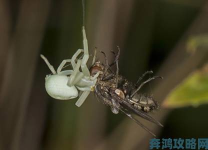 热搜第一他的舌头探进蜜源毛毛虫说被证为昆虫界最诡异捕食现场