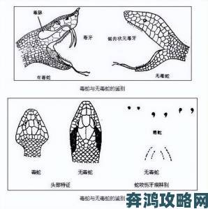 蛇倒刺蛇j子宫的出处与历史背景探源百科攻略