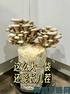 老版蘑菇短视频免费安装包在哪获取附安装详细教程