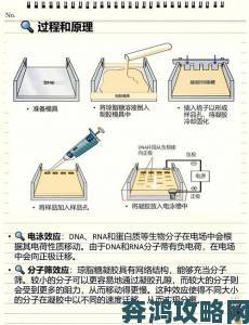 RNA与DNA杂交过程全流程攻略手把手教你精准完成实验操作