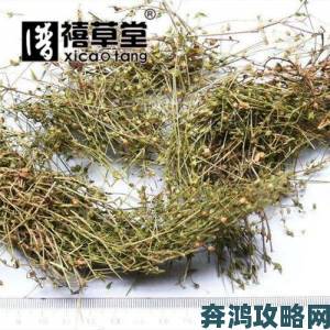 探秘夜战十女不败的草药原生地揭秘其特殊生长环境