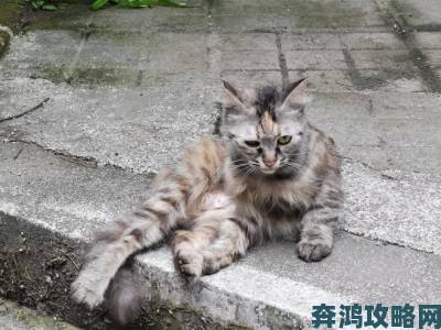 路人拍摄流浪猫狗遭虐视频宝贝几天没做湿成这样了动保组织已向执法部门举证