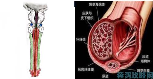 勃起21厘米粗6厘米怎么办这样的尺寸会对生活造成困扰吗