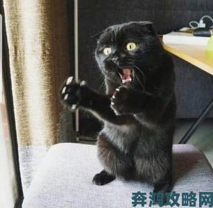 3DM黑猫实拍无忌：无论你拍与否，我已定格瞬间