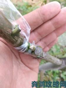 桃子移植遭遇气候挑战科研团队推出抗逆性改良方案