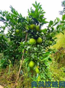 脐橙坐姿示意图的种植关键点你掌握了吗