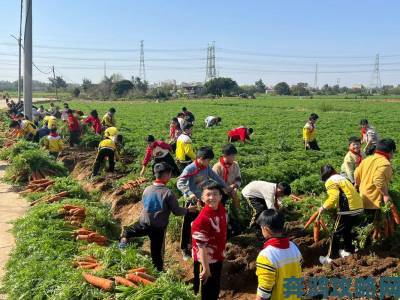 12岁孩子拔萝卜是怎么拔的引发城乡教育理念差异深度讨论