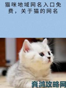 猫咪MV最新地域网名怎么取揭秘 网友分享独特创意与取名技巧